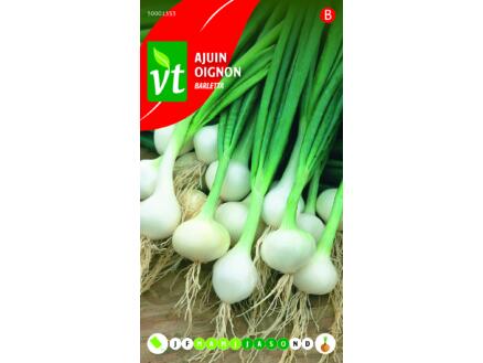 VT oignon barletta