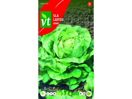 VT laitue assam