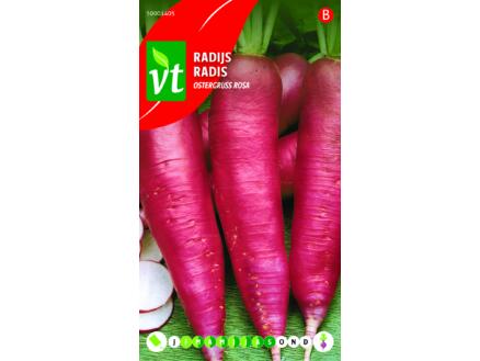VT Ostergruss Rosa radijs