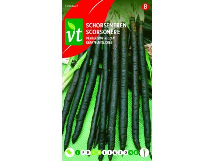 VT scorsonÃ¨re gÃ©ante amÃ©liorÃ©e