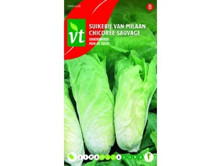 VT chicorÃ©e sauvage pain de sucre